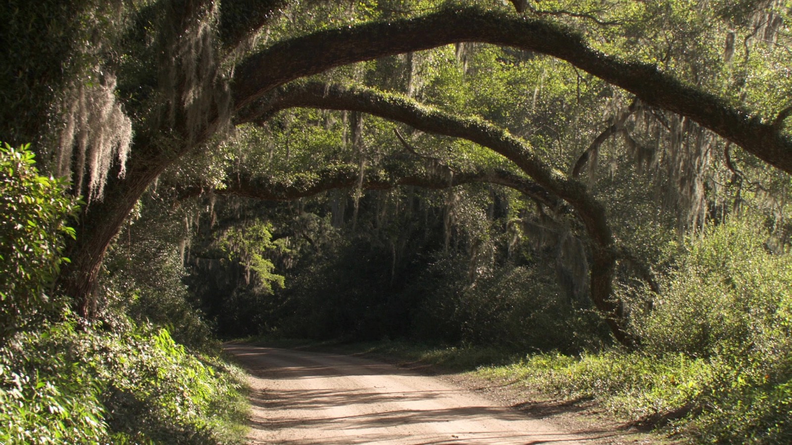 A sandy lane beneath live oaks draped in Spanish moss